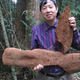 Image for article titled Tropical Chinese fungus weighs half a ton and covers an area of 30 feet